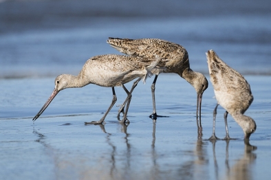 Three marbled godwits feeding along the ocean's edge in Bodega Bay, CA, United States