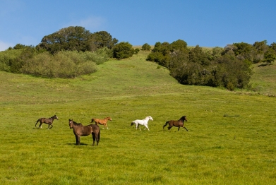 Frolicking in Spring pasture near Bodega Bay Sonoma County California