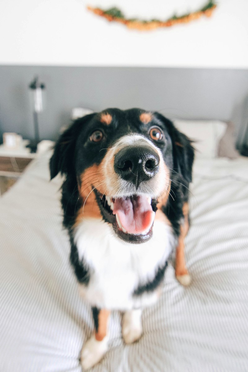 dog in hotel room